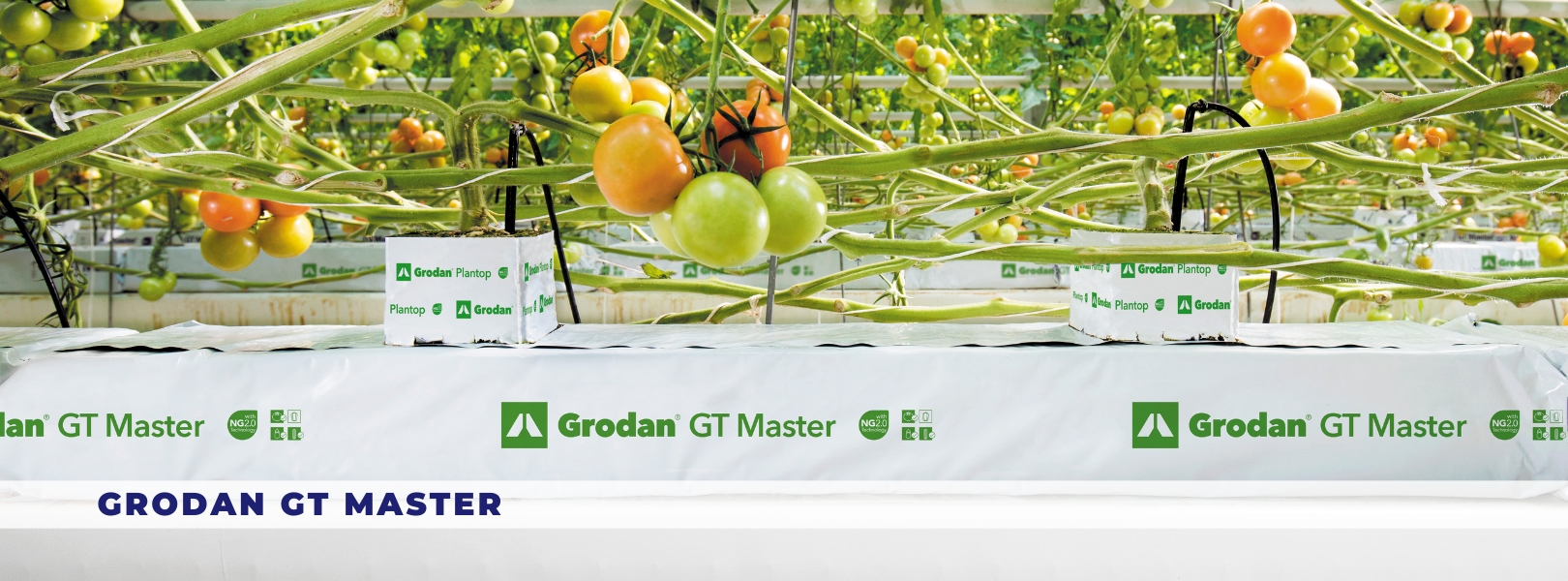 Grodan GT Master